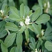 FENUGREEK_SEED_breast_firm_