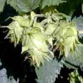 HOPS_FLOWER_breast_firm_