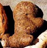 MEXICAN_YAM_ROOT_breast_firm_