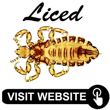 head-lice